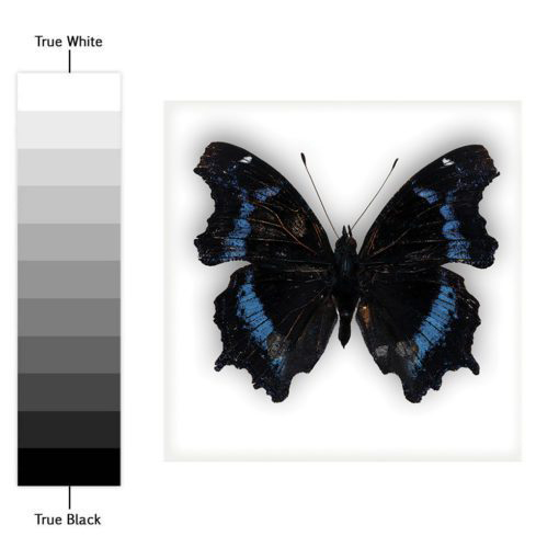 Butterfly Tiles Stickers - Color Spectrum